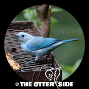 Blue-gray Tanager