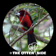 Crimson-backed Tanager