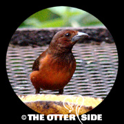 Crimson-backed Tanager