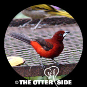 Crimson-backed Tanager