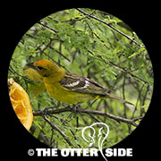 Flame-colored Tanager