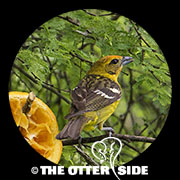 Flame-colored Tanager