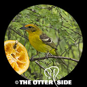 Flame-colored Tanager