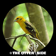 Flame-colored Tanager