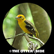 Flame-colored Tanager