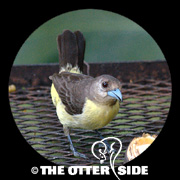 Lemon-rumped Tanager