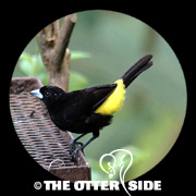 Lemon-rumped Tanager