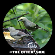 Palm Tanager