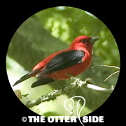 Scarlet Tanager