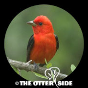 Scarlet Tanager