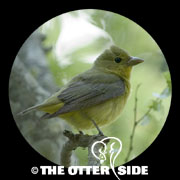 Scarlet Tanager