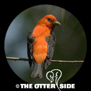 Scarlet Tanager