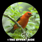 Scarlet Tanager