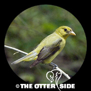 Scarlet Tanager