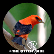Scarlet Tanager
