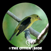 Scarlet Tanager
