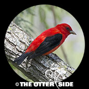 Scarlet Tanager