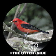 Scarlet Tanager