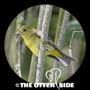 Scarlet Tanager