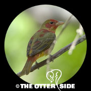 Summer Tanager - Eastern