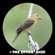 Summer Tanager - Eastern