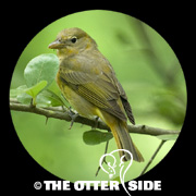 Summer Tanager - Eastern