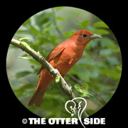 Summer Tanager - Eastern