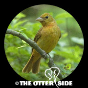 Summer Tanager - Eastern