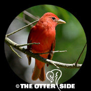 Summer Tanager - Eastern