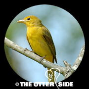 Summer Tanager - Eastern