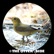 Summer Tanager - Eastern