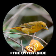Summer Tanager - Eastern