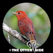 Summer Tanager - Eastern