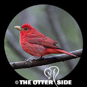 Summer Tanager - Eastern