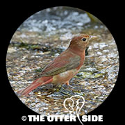 Summer Tanager - Eastern