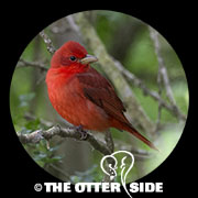 Summer Tanager - Eastern
