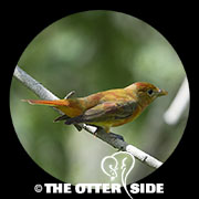 Summer Tanager - Eastern