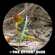 Western Tanager