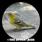 Western Tanager