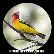 Western Tanager