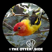 Western Tanager
