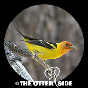 Western Tanager