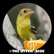 Western Tanager