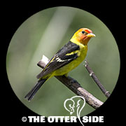 Western Tanager