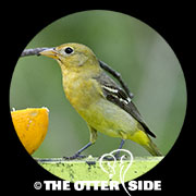 Western Tanager
