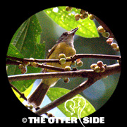 White-shouldered Tanager
