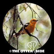 Flame-colored Tanager