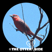 Hepatic Tanager