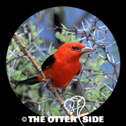 Scarlet Tanager
