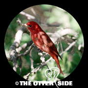 Summer Tanager - Eastern